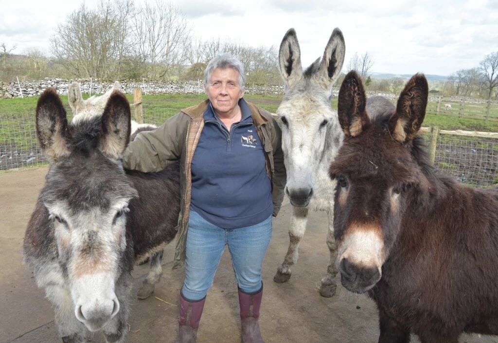 Never a dull moment at Eden's donkey retreat 